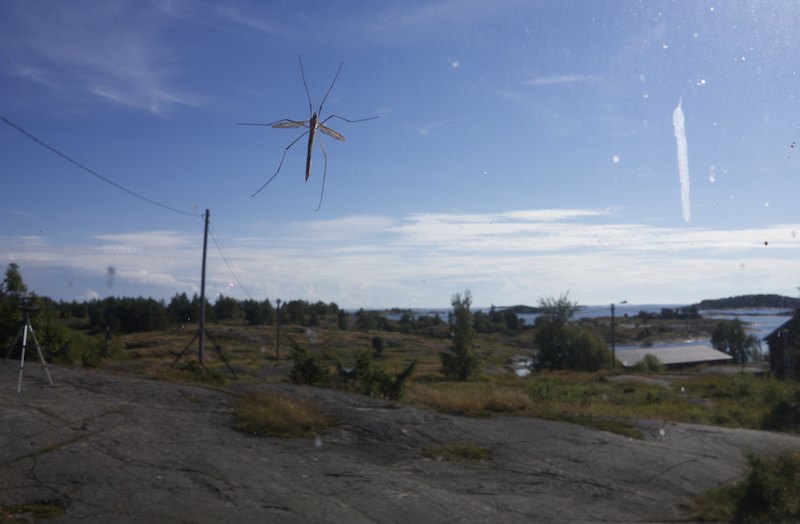 Vaaksiainenimg 5426