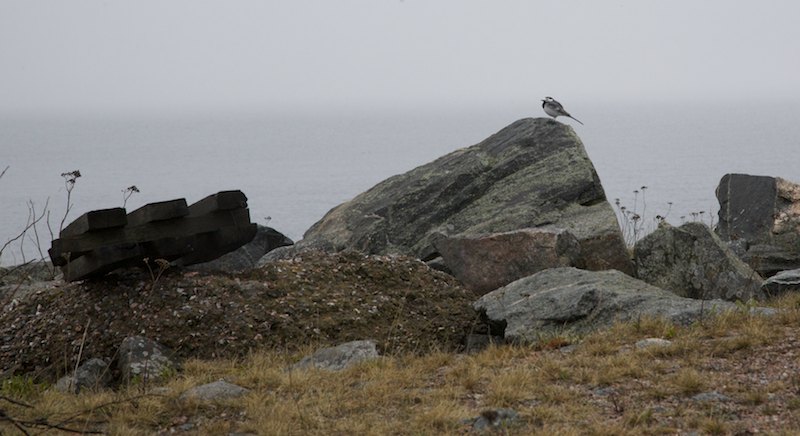 Vaiski Mg 7132